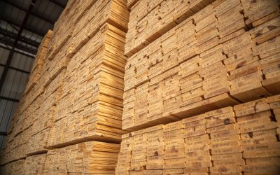 Wissenschaftlicher Beirat spricht Empfehlung für Holznutzung aus