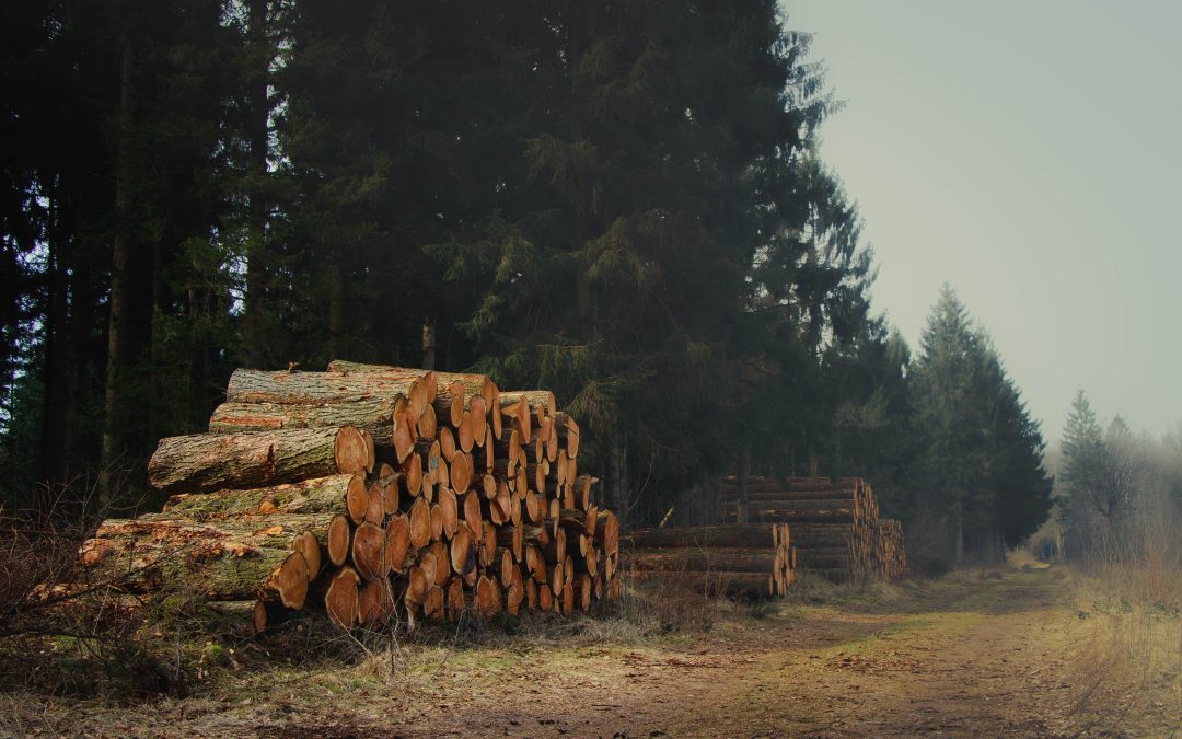 Studie: Holznutzung als Klimaschutzmaßnahme