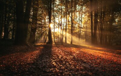 Agora Zukunftsstudie: Wie geht es weiter für Forst- und Holzbranche?