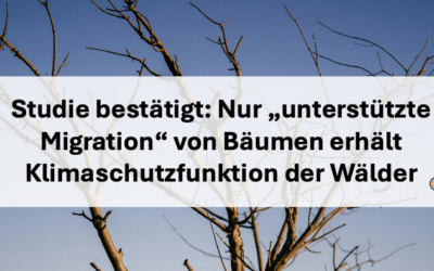 Neue Studie bestätigt: Waldumbau gelingt nur durch “unterstützte Migration”