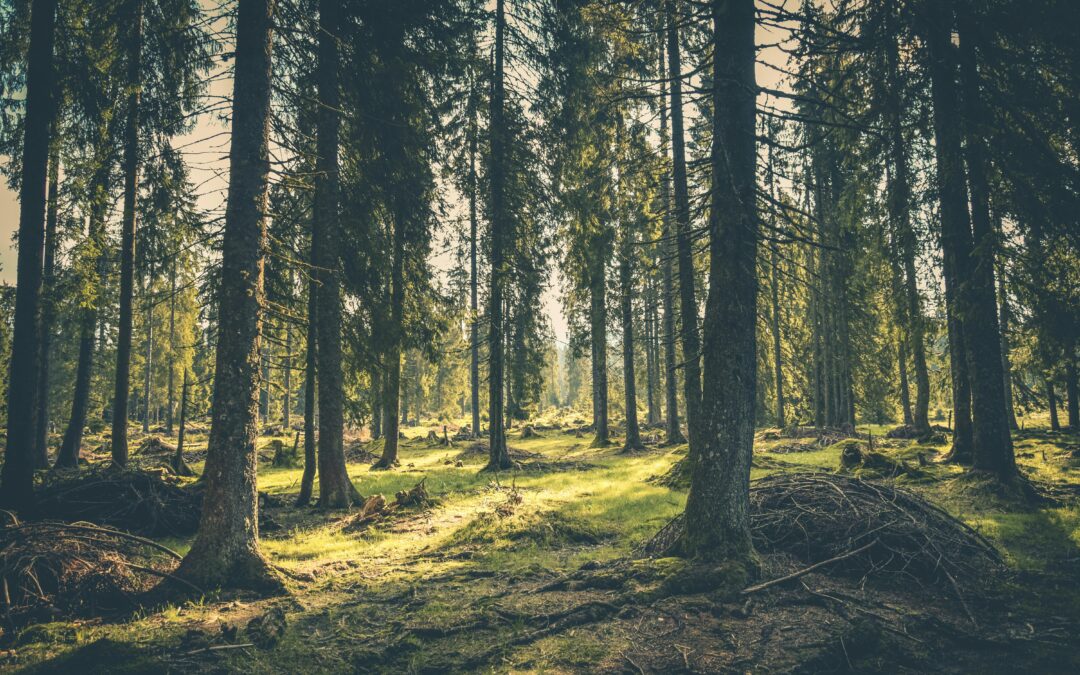 Aktionsprogramm Natürlicher Klimaschutz: AG Rohholz spricht sich gegen geplante Waldstilllegungen aus