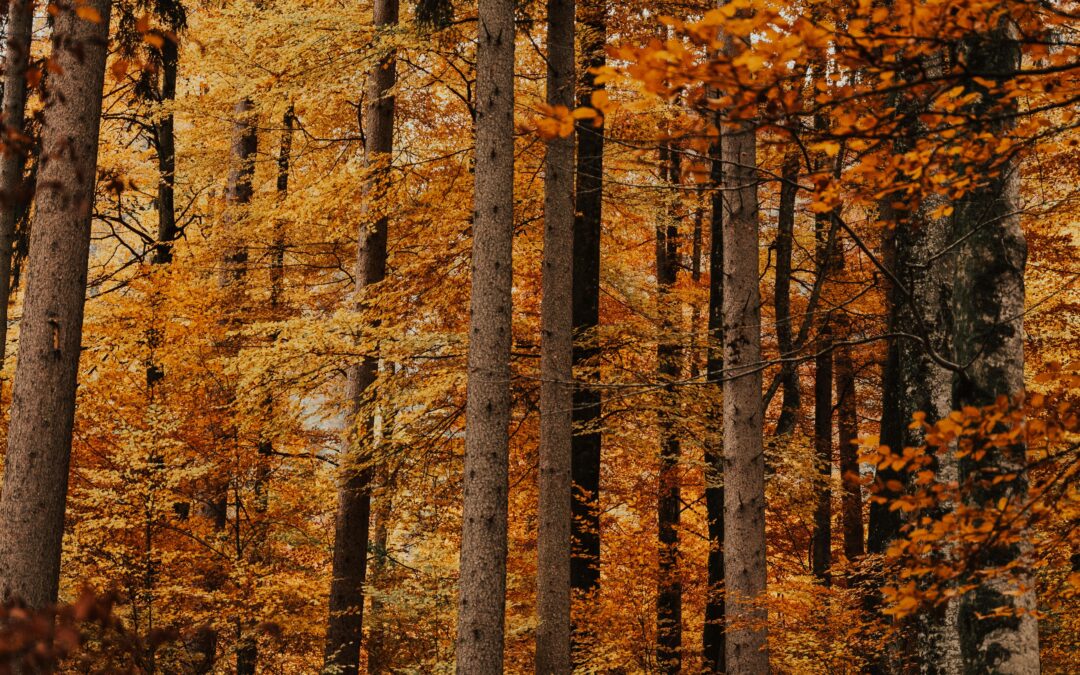 Lohnt sich eine größere Baumartenvielfalt wirtschaftlich?