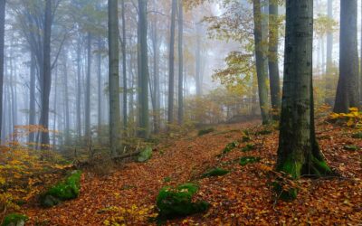 Merforth kritisiert Steuergeldverschwendung durch NABU