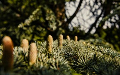 Wissenschaftlicher Beirat für Waldpolitik spricht sich für assisted Migration aus