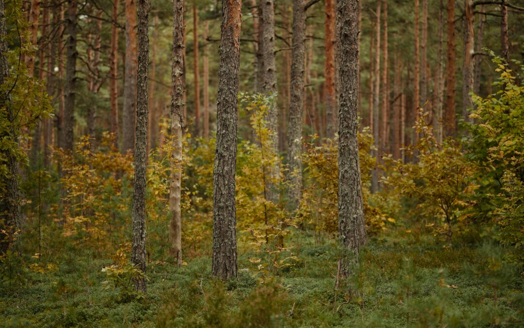 Moratorium beendet: Berliner Wälder werden wieder als Dauerwald behandelt und umgebaut