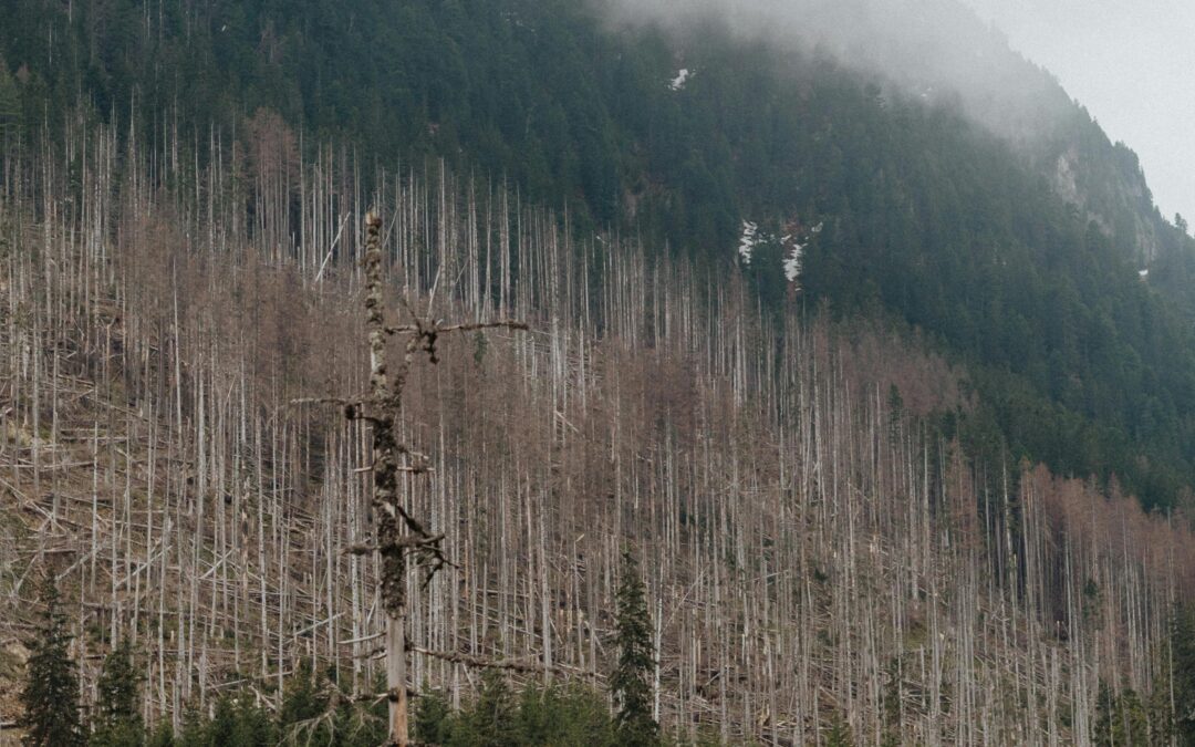 Was tun, wenn der Markt kein Kalamitätsholz mehr aufnehmen kann?