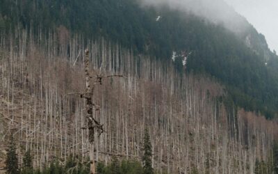 Was tun, wenn der Markt kein Kalamitätsholz mehr aufnehmen kann?
